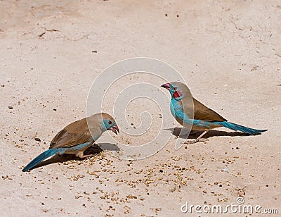 Red-cheeked Cordon-Bleu pair Stock Photo