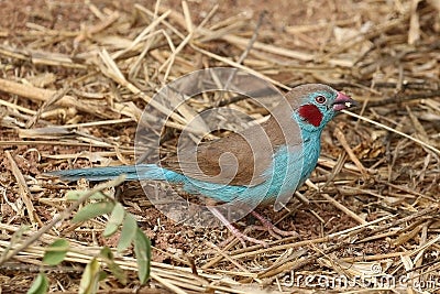 red cheeked cordon blue Stock Photo