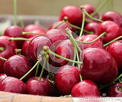 Red Cherries Basket Stock Photo