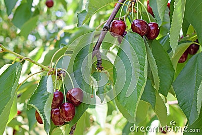 Red cherries branch Stock Photo