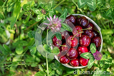 Red cherries. Ripe juicy cherries in a small basket on green grass and wildflowers of clover and chamomile in the garden. Top view Stock Photo