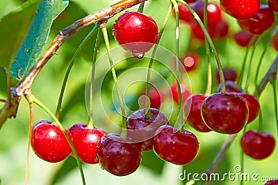Red cherries with waterdrops Stock Photo