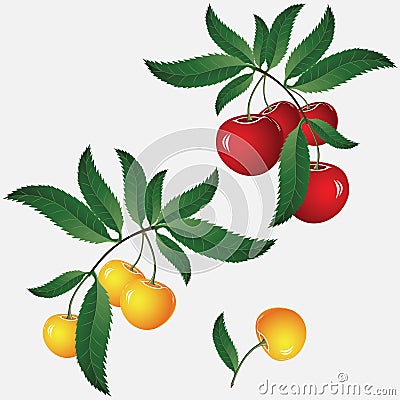 Red cherry Vector Illustration