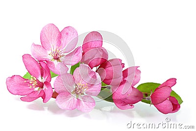 Red Cherry Blossom Stock Photo