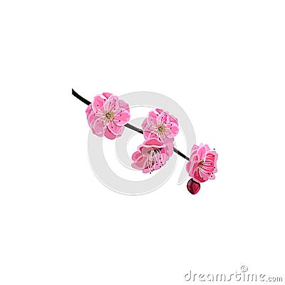 Red cherry flower Vector Illustration