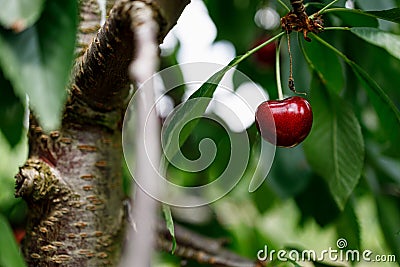 Red Cherry on a huge cherrytree, green red Stock Photo