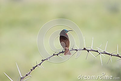 A red-chested sunbird perched on an acacia tree Stock Photo