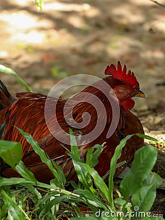 Red Chicken Cock resting on the ground Stock Photo