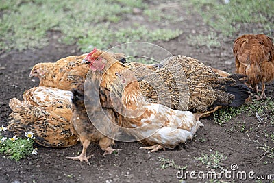 Red chicken & x28;mother& x29; with chickens digging in the ground, looking for food, resting, lying Stock Photo