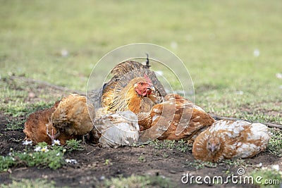 Red chicken (mother) with chickens digging in the ground, looking for food, resting, lying Stock Photo