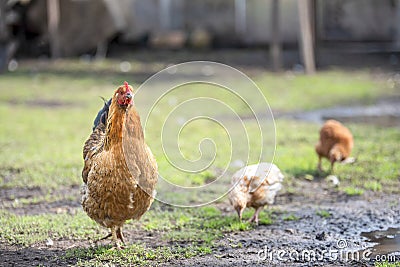 Red chicken mother with chickens walking in a green yard and looking for food Stock Photo