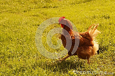 Brown chicken walks on a meadow Stock Photo