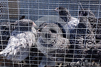 Red chickens brought to a cage sale, selective focus Stock Photo