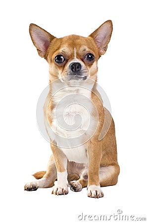 Red chihuahua sitting isolated Stock Photo