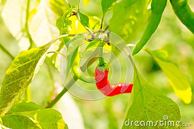 Red chile peppers small curved pod on a branch of light green bush in sunlight large leaves background Stock Photo