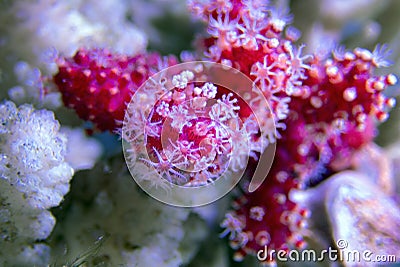 Red Chili Coral - Alcyonium palmatus Stock Photo