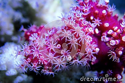 Red Chili Coral - Alcyonium palmatus Stock Photo