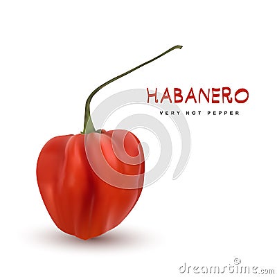 Red Chili Pepper Habanero Vector 3d Illustration Vector Illustration