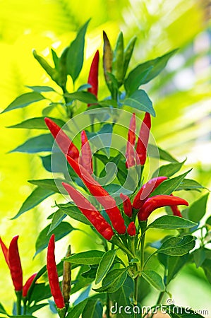 Red chili plant Stock Photo
