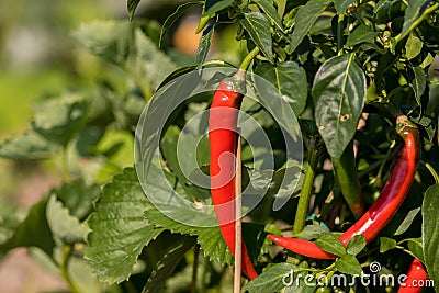 Red chilis growing on the field Stock Photo