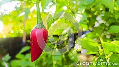 red chilli Stock Photo
