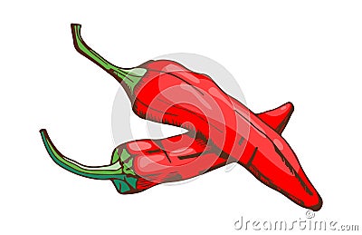 Red chilli pepper food seasoning hand drawn style vegetable ingredient paprika spicy and fresh vegetarian color organic Vector Illustration