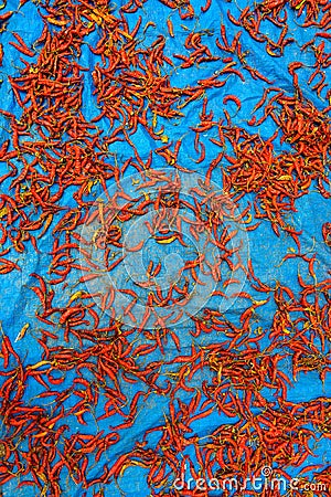 Red chillis drying Stock Photo