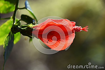 Red Chily Hibiscus Stock Photo