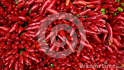 Red chilly peppers in bunches Stock Photo