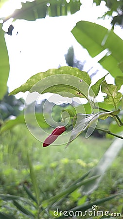 Red chily has been riped Stock Photo