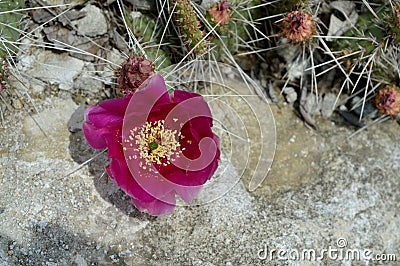 Red Cholla Cactus Blossom in Rock Garden Stock Photo