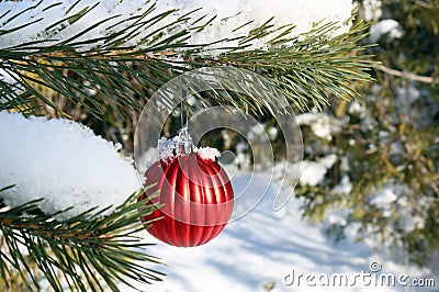 Red Christmas decoration on oustide spruce tree on sunny winter day with fresh snow Stock Photo