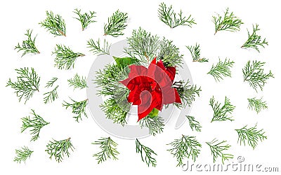 Red Christmas flower coniferous branches Floral flat lay Stock Photo