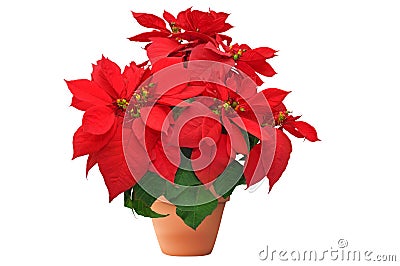 Red christmas flower on white background Stock Photo