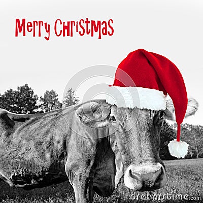 Red Christmas hat on a black and white cow, merry christmas Stock Photo