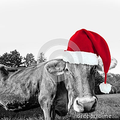 Red Christmas hat on a cow, fun xmas greeting card Stock Photo