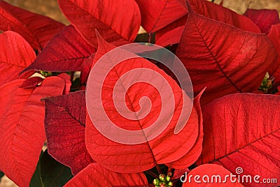 A red christmas poinsettia-close up Stock Photo