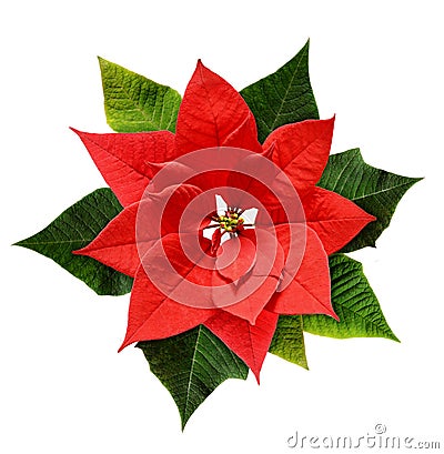 Red Christmas poinsettia flower Stock Photo