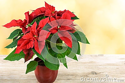 Red Christmas Poinsettia Stock Photo