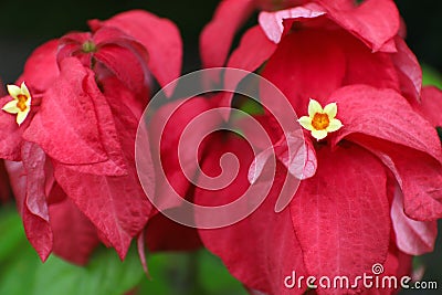 Red Christmas Tree Stock Photo