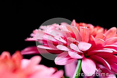 Red chrysanthemum on a black Stock Photo