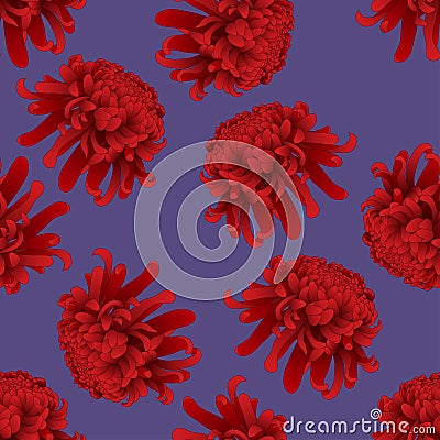 Red Chrysanthemum, Kiku Japanese Flower on Purple Background. Vector Illustration Vector Illustration