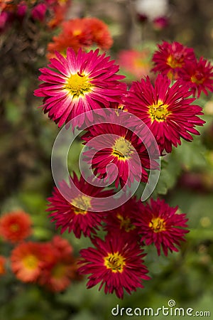 Red chrysanthemums with yellow middle of the flower in the gardeRed chrysanthemums with yellow middle of the flower in the garden, Stock Photo