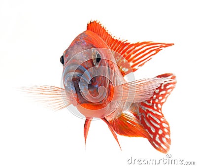 Red cichlid fish, ruby red peacock fish Stock Photo