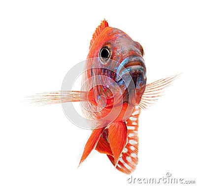 Red cichlid fish, ruby red peacock fish Stock Photo