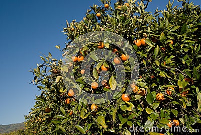 Red citrus on the tree Stock Photo