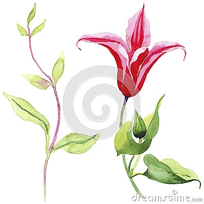 Red clematis. Floral botanical flower. Wild spring leaf wildflower isolated. Stock Photo