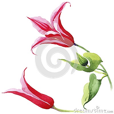 Red clematis. Floral botanical flower. Wild spring leaf wildflower isolated. Stock Photo