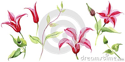 Red clematis. Floral botanical flower. Wild spring leaf wildflower isolated. Stock Photo