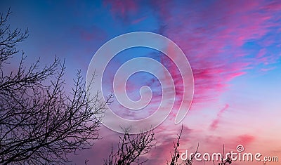 Red clouds at sunset through branches on a blue sky Stock Photo